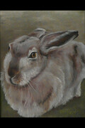 " Sherwood Hare "